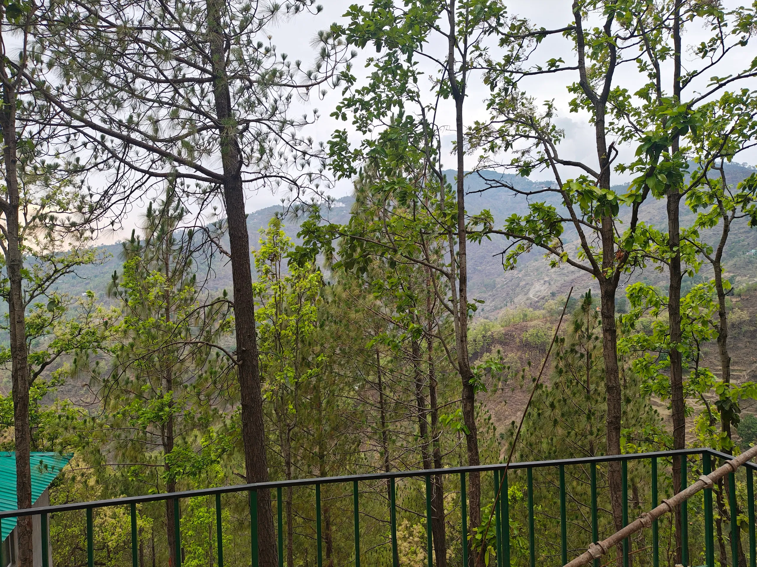 Pine forest of Lansdowne with mountains in the distance